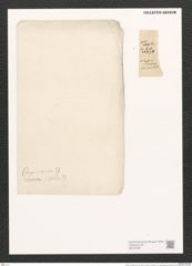Nitzschia rostrata Grun. (de-Toni-Nr.: Genus 47, Species 2151) Zeichnungen Sammlung Grunow (NHMW-BOT-W0372387)